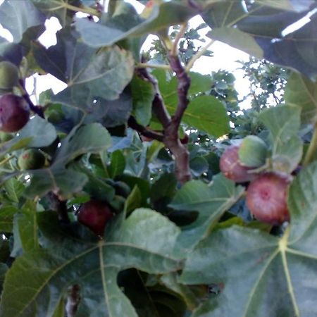Montpon-Menesterol B&B Les Quatre Vents מראה חיצוני תמונה